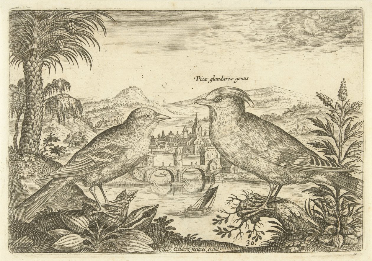Két madár a tájban Madarak (sorozat címe) Avium Vivae (sorozat címe) alkotó: Adriaen Collaert