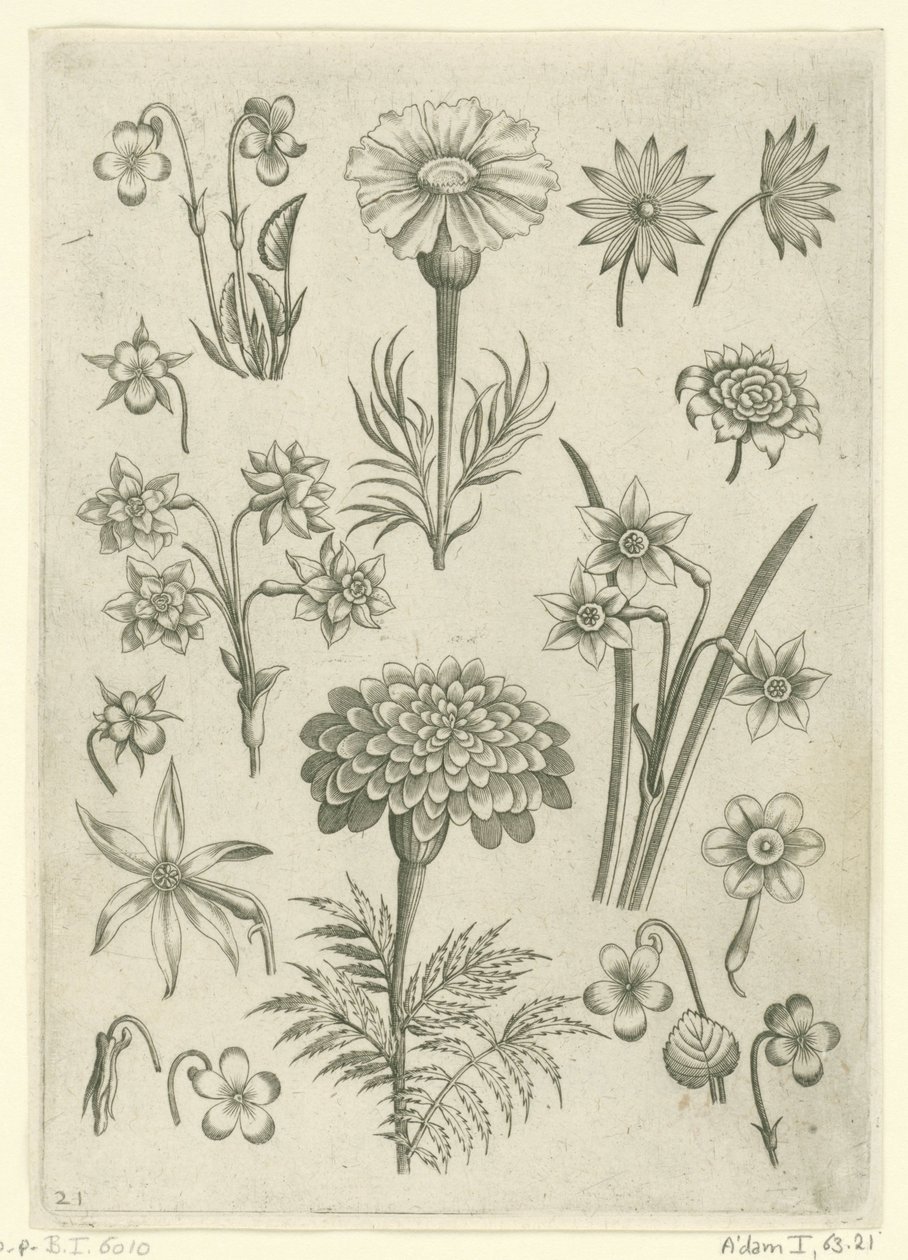 Különböző virágok, ibolya és nárcisz Florilegium (sorozat címe) alkotó: Adriaen Collaert