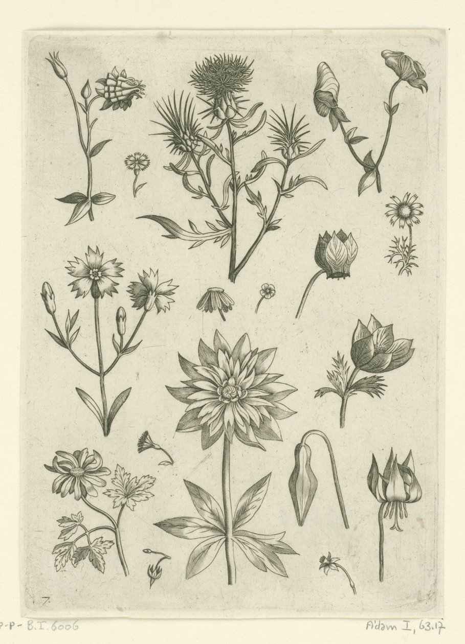 Különböző virágok, köztük a columbine és a ciklámen Florilegium (sorozat címe) alkotó: Adriaen Collaert