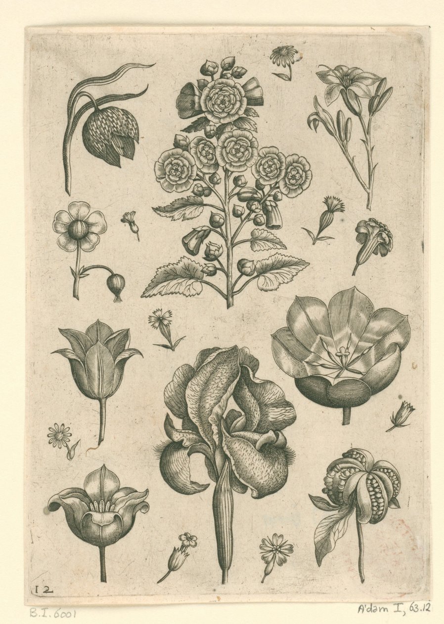 Különféle virágok, köztük az írisz és az ibolya Florilegium (sorozat címe) alkotó: Adriaen Collaert