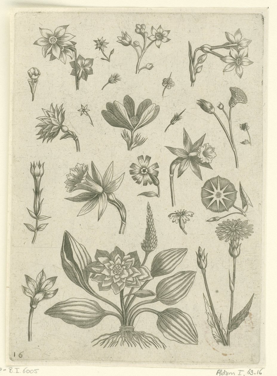 Különféle virágok, köztük trombita nárcisz Florilegium (sorozat címe) alkotó: Adriaen Collaert