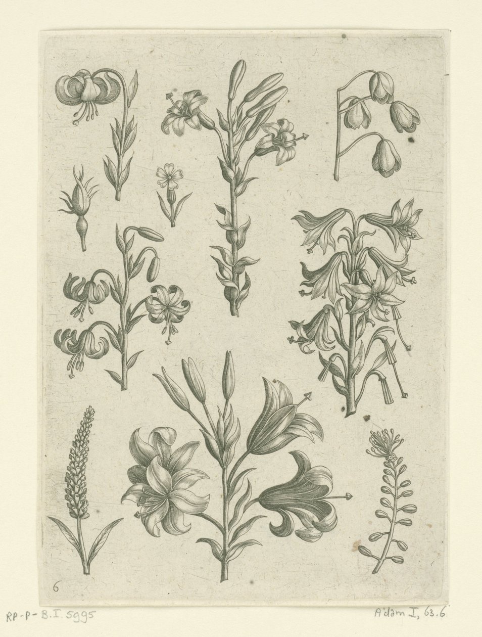 Négy nagy liliom és néhány kisebb virág Florilegium (sorozat címe) alkotó: Adriaen Collaert