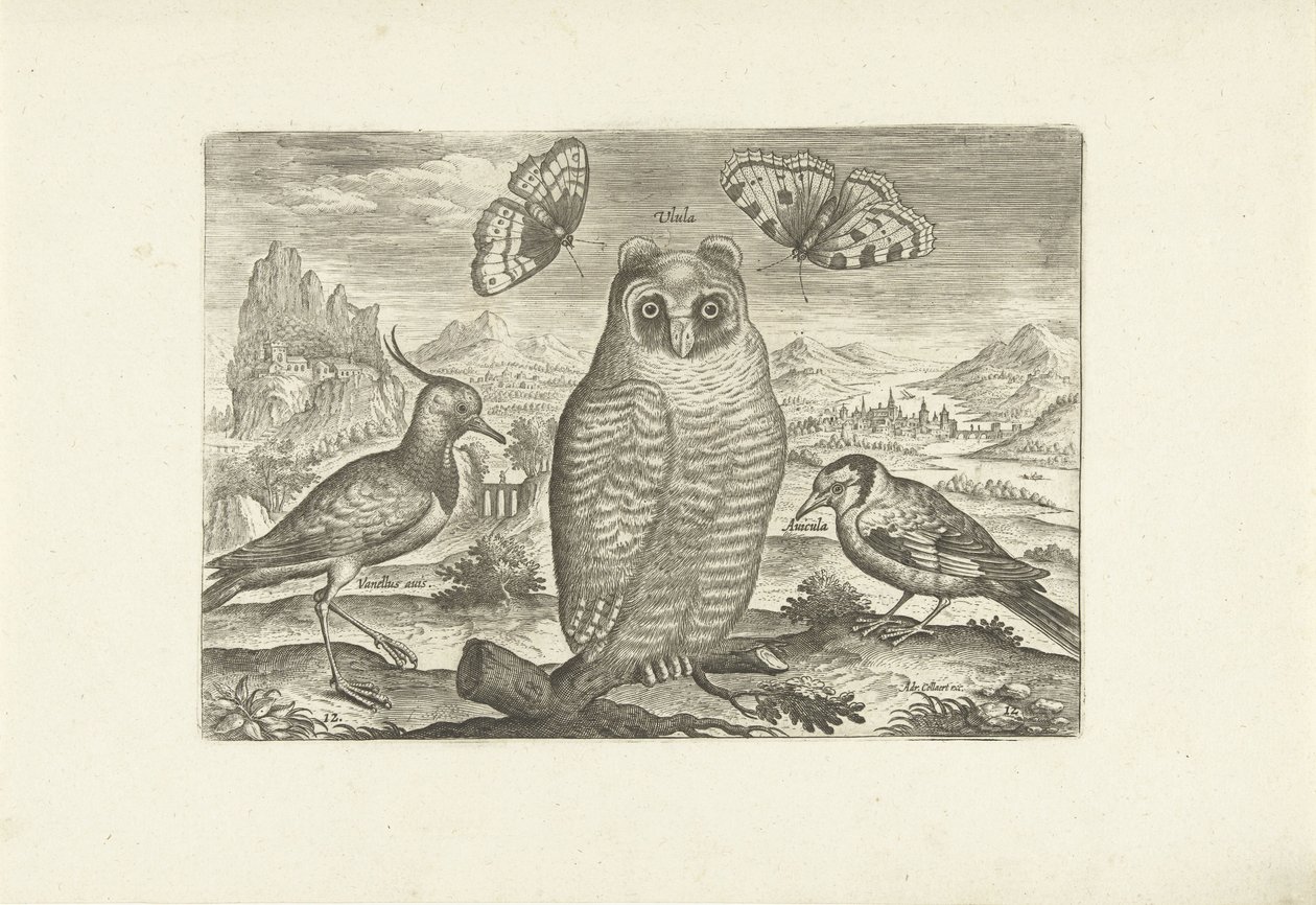 Madarak és pillangók a tájon Madarak (sorozat címe) Avium vivae (sorozat címe) alkotó: Adriaen Collaert