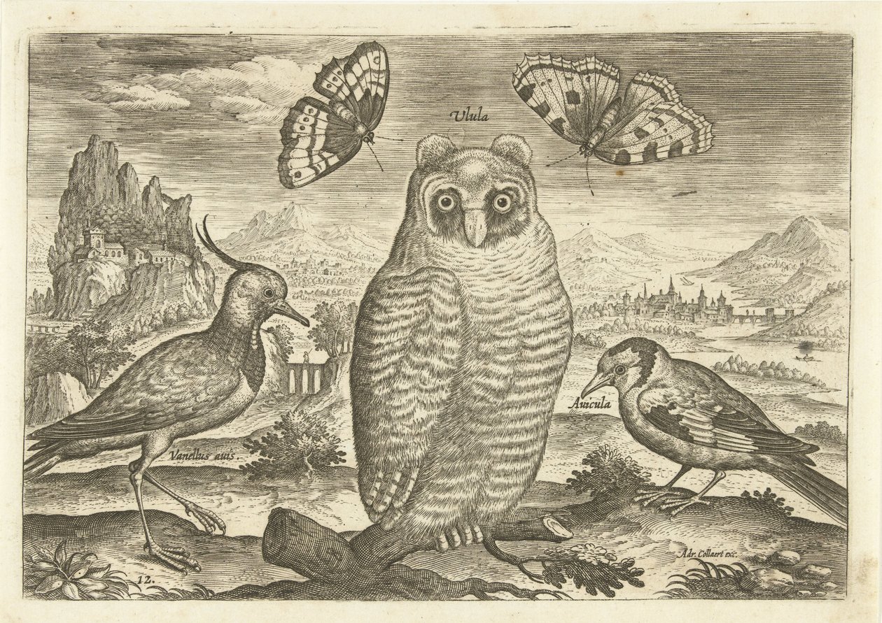 Madarak és pillangók a tájon Madarak (sorozat címe) Avium vivae (sorozat címe) alkotó: Adriaen Collaert