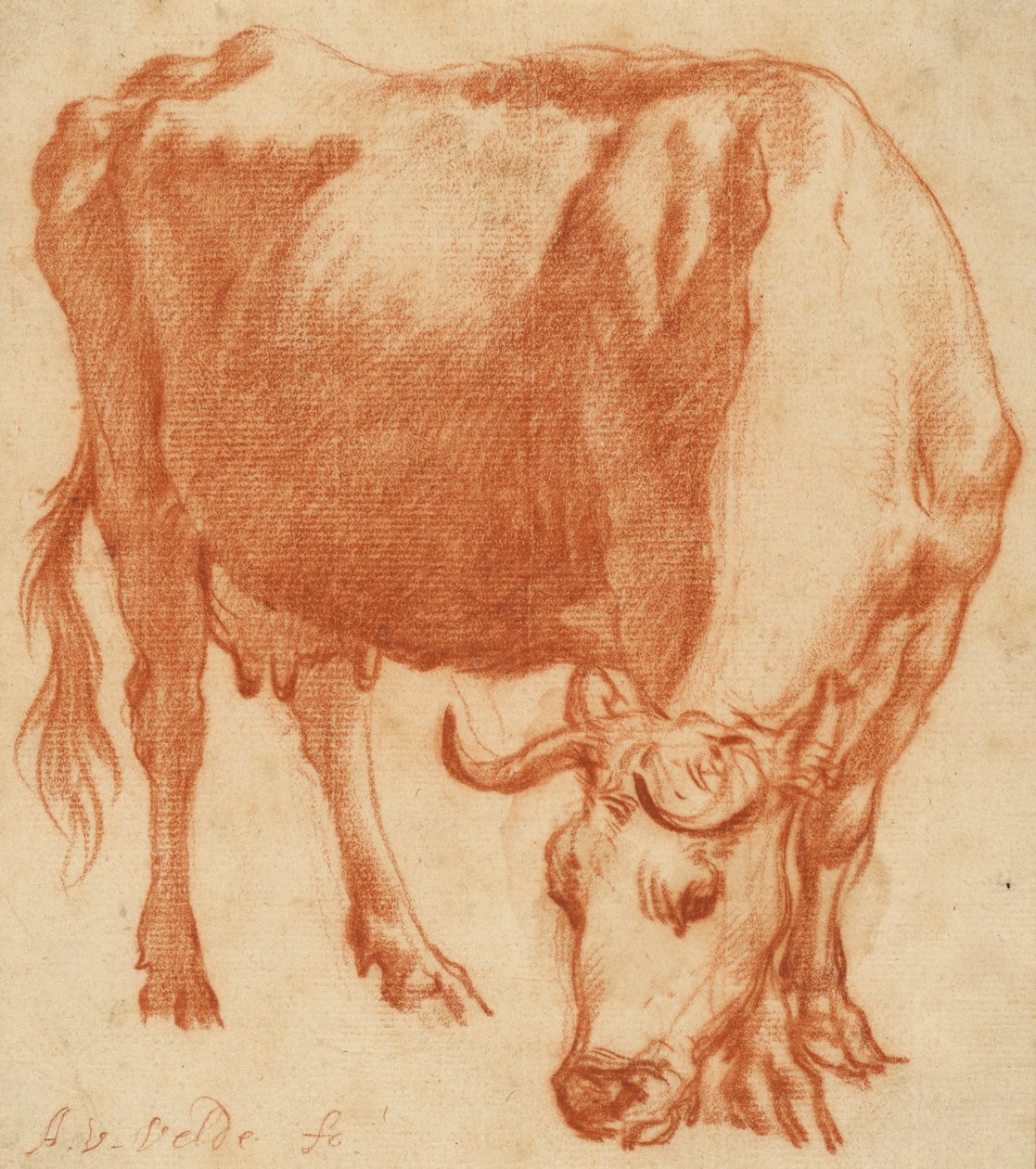 Egy tehén legel, 1663 körül (vörös kréta rajz) alkotó: Adriaen van de Velde