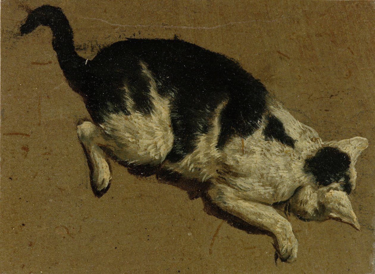 Macska felülről (ecsetrajz) alkotó: Adriaen van de Velde