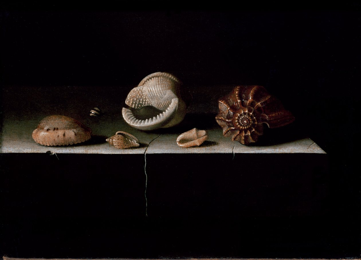 Hat kagyló egy kőpolcon, 1696 alkotó: Adrian Coorte
