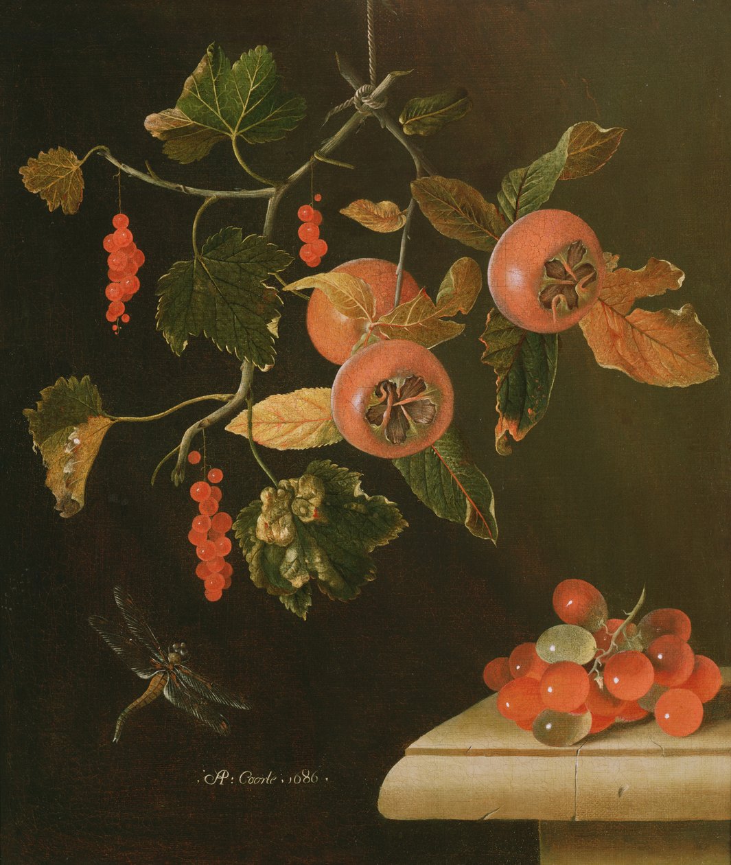 A naspolyák, a ribizli, a szőlő és a szitakötő csendélete, 1686 alkotó: Adrian Coorte