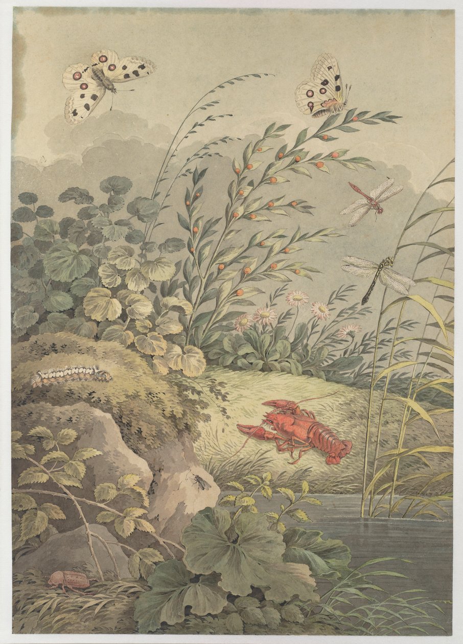 Vízdarab rákkal, pillangókkal, szitakötőkkel és homoktövissel, c. 1800. alkotó: Adrian Zingg