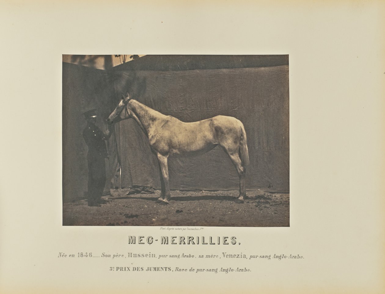 Meg-Merrillies alkotó: Adrien Alban Tournachon