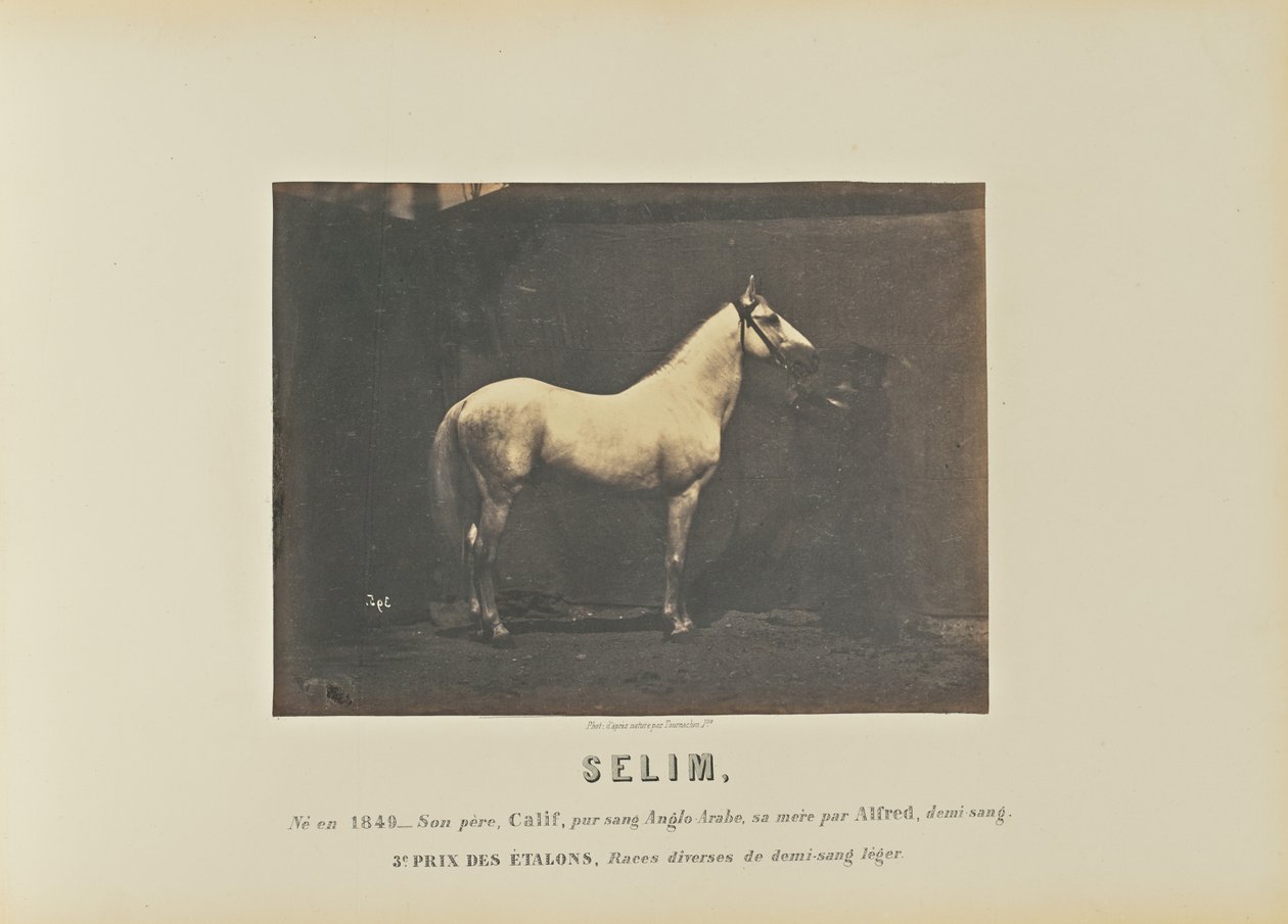 Selim alkotó: Adrien Alban Tournachon