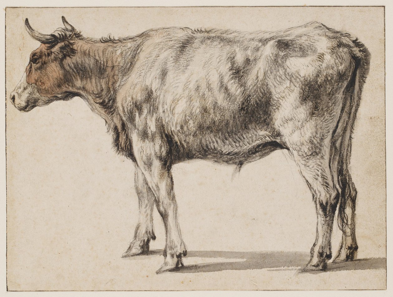 Álló fiatal bika alkotó: Aelbert Cuyp