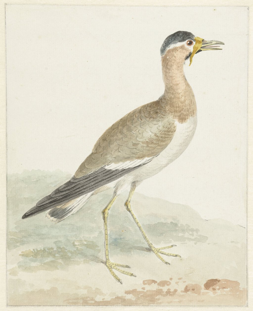 Sárgabojtárú cickány alkotó: Aert Schouman (possibly)