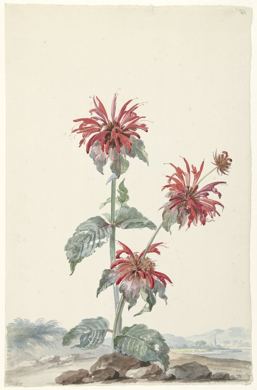 Vörös bergamott a tájban alkotó: Aert Schouman (signed by artist)