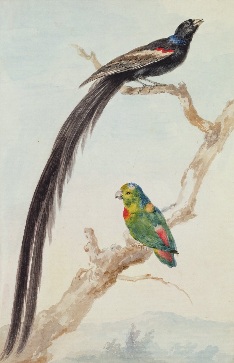 Egy hosszúfarkú özvegymadár és egy kék koronás függő papagáj, 1783 (kréta, wc és ceruza papíron) alkotó: Aert Schouman