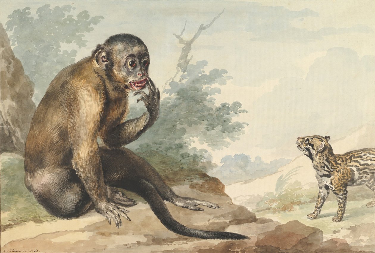 Egy sziklán ülő majom civetre néz, 1764. alkotó: Aert Schouman