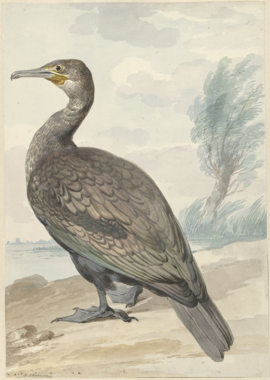 Kormorán alkotó: Aert Schouman