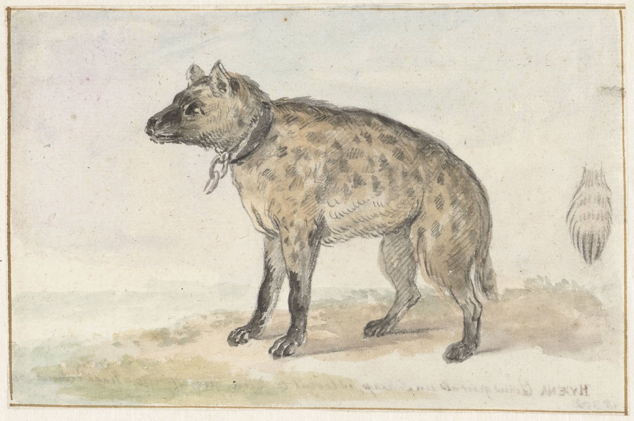 Foltos hiéna alkotó: Aert Schouman