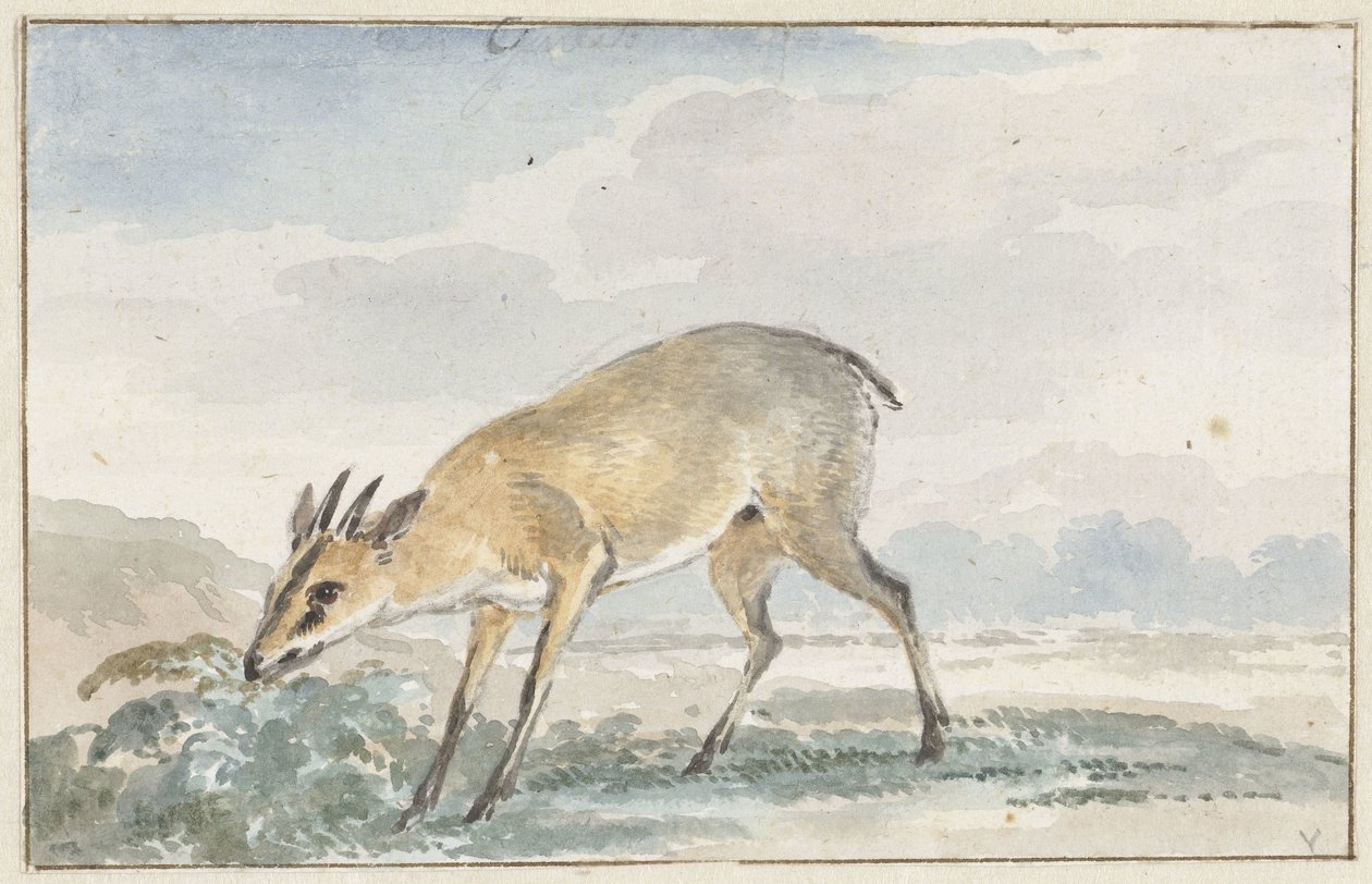 Gyöngytyúk vagy Sylvicapra Grimmia alkotó: Aert Schouman