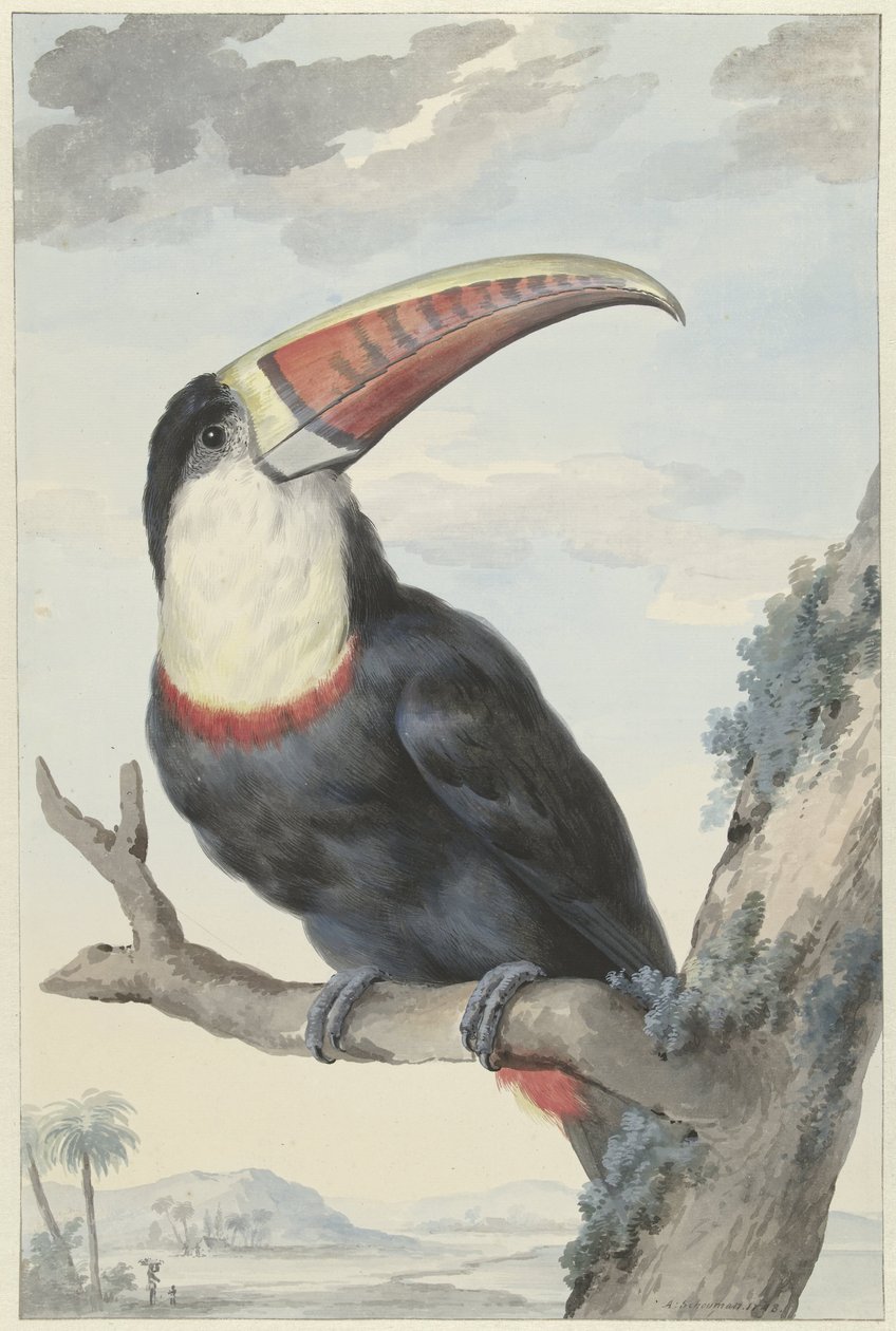 Vöröscsőrű tukán alkotó: Aert Schouman