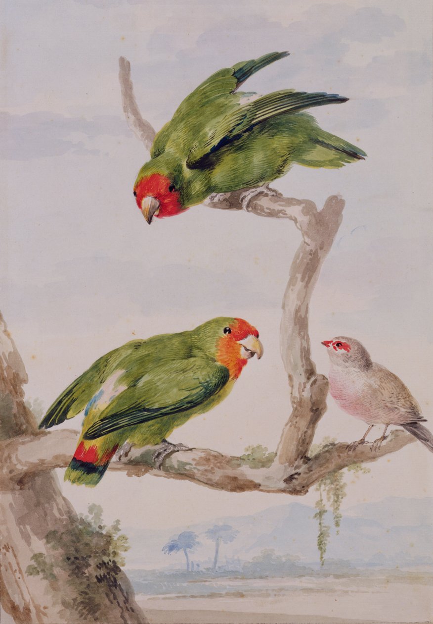Két piros arcú szerelmesmadár és egy viaszcsőrű, 1756 (kréta, wc és ceruza papíron) alkotó: Aert Schouman