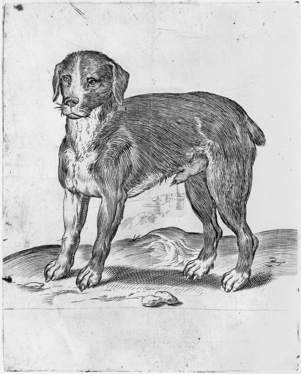 Kutya alkotó: Agostino Carracci