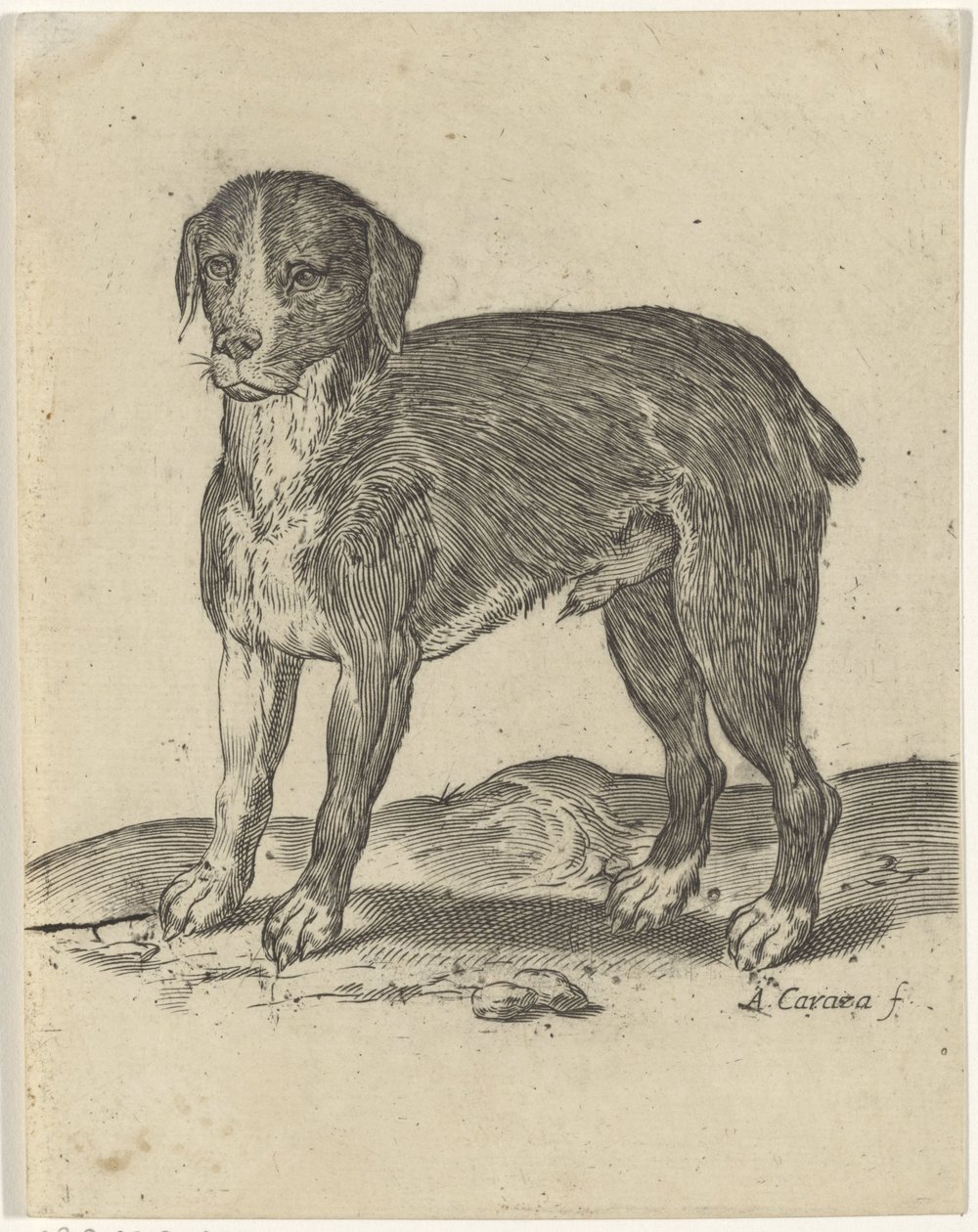 álló kutya alkotó: Agostino Carracci