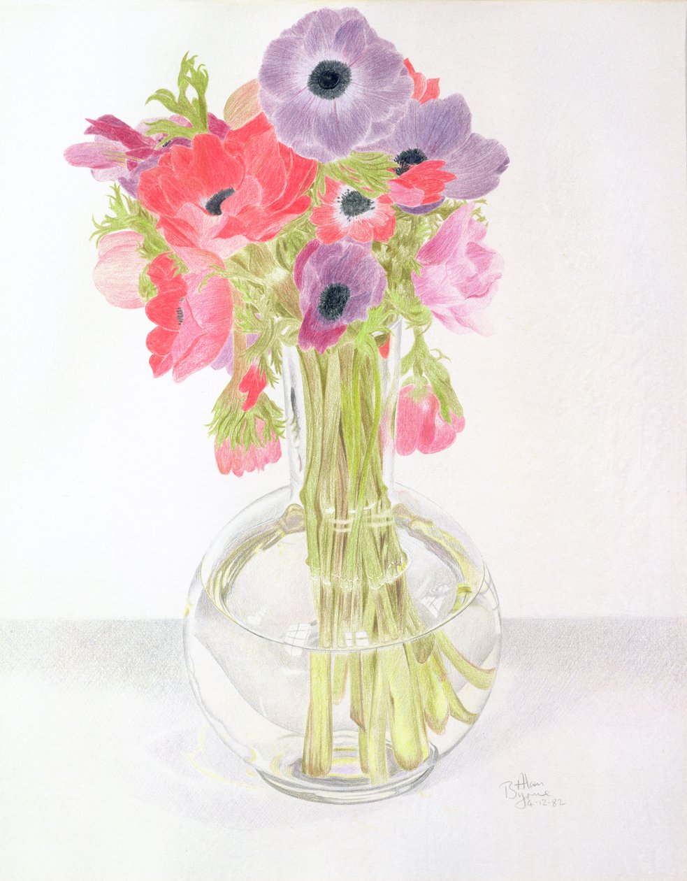 Anemonies, 1982 (színes ceruza papíron) alkotó: Alan Byrne