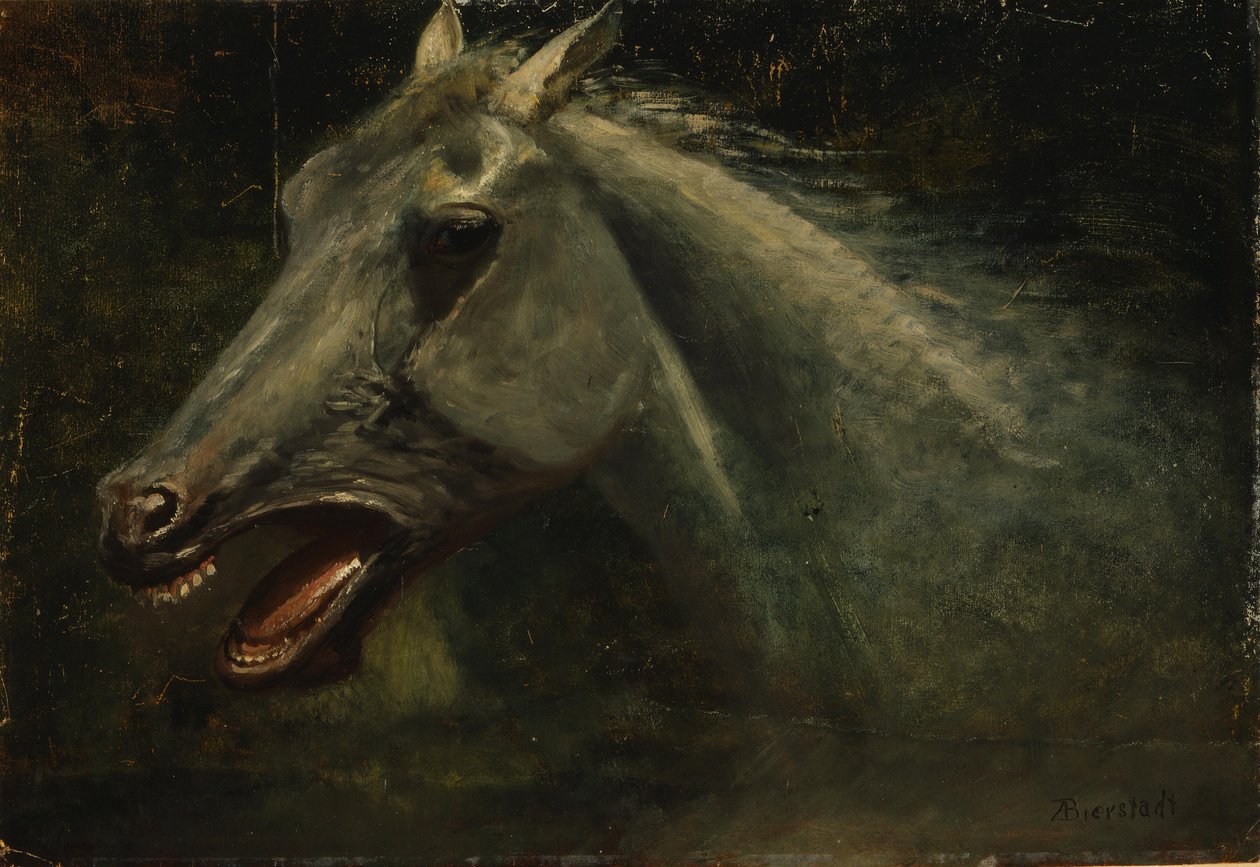 Egy vad mén alkotó: Albert Bierstadt