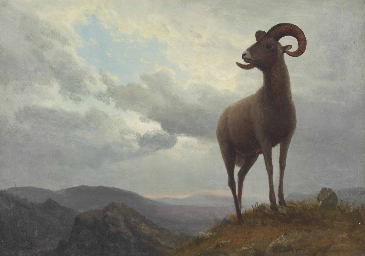 Hosszú szarvú juh alkotó: Albert Bierstadt