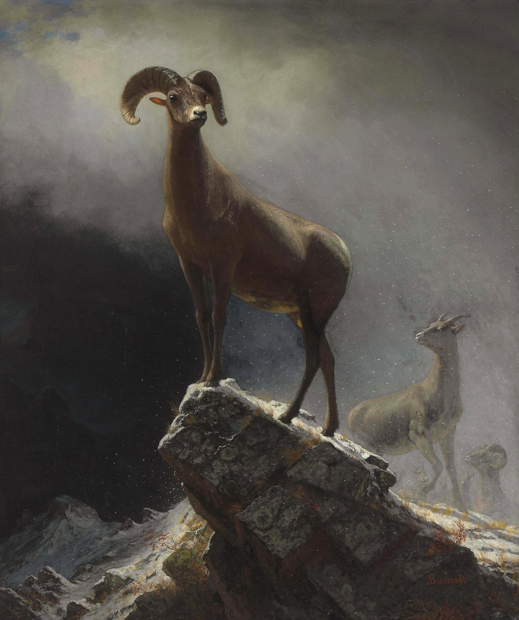 Sziklás -hegyi juh vagy nagy szarv, Ovis, Montana alkotó: Albert Bierstadt