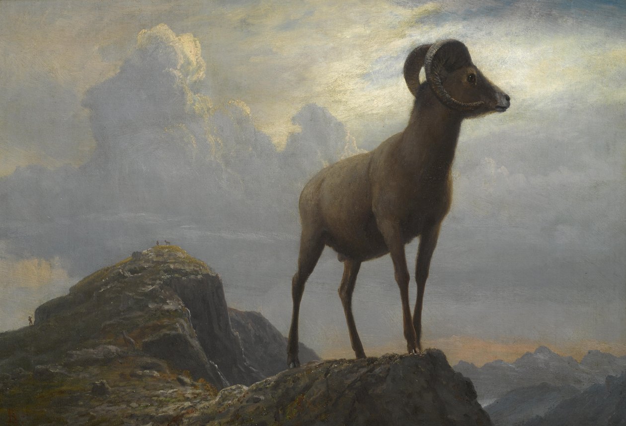 Egy Bighorn Ram tanulmánya alkotó: Albert Bierstadt