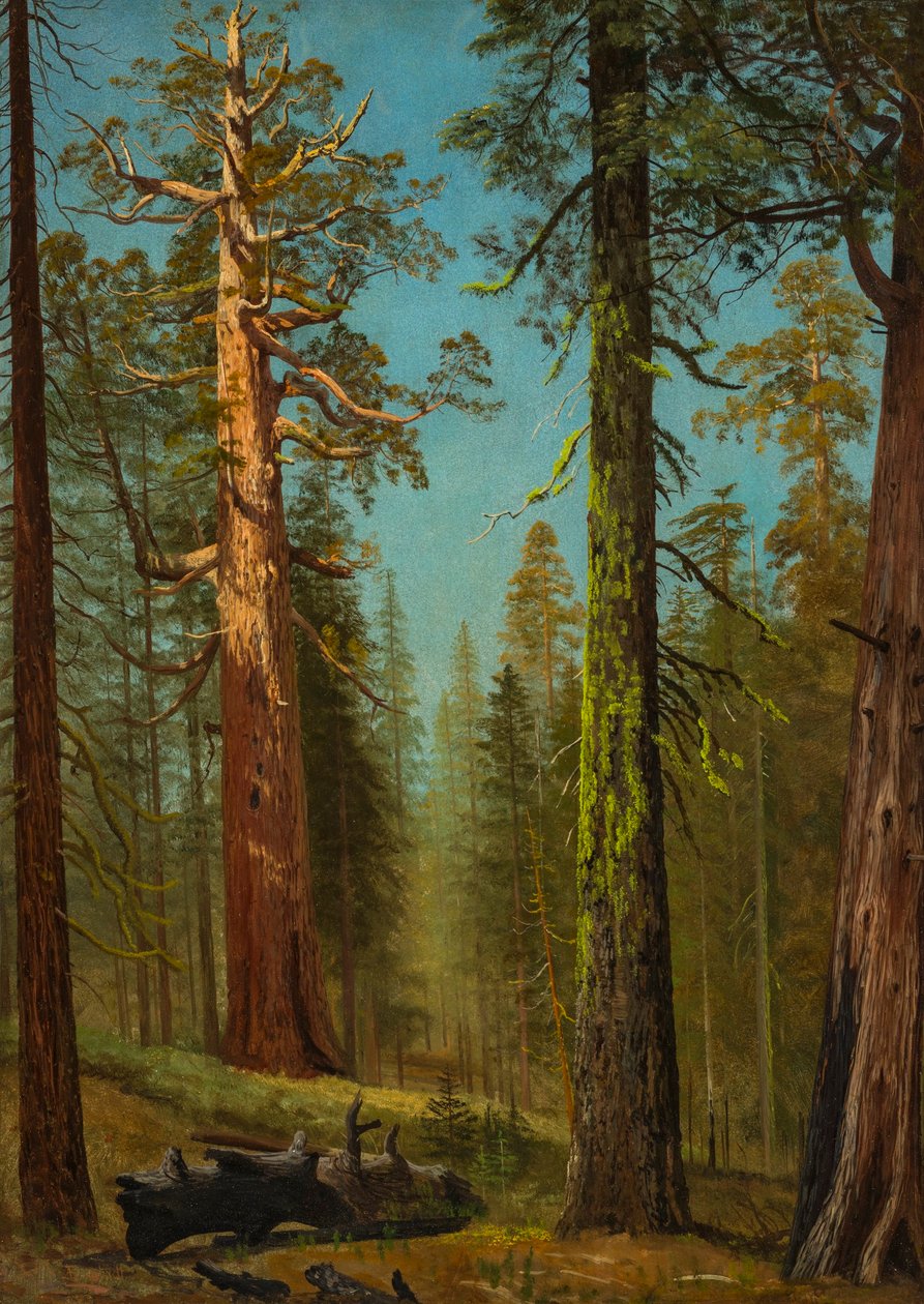 A Grizzly Giant Sequoia, Mariposa Grove, Kalifornia alkotó: Albert Bierstadt
