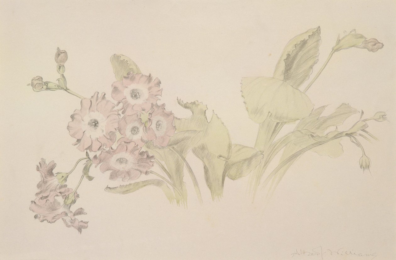 Auricula (wc és ceruza papíron) alkotó: Albert Williams