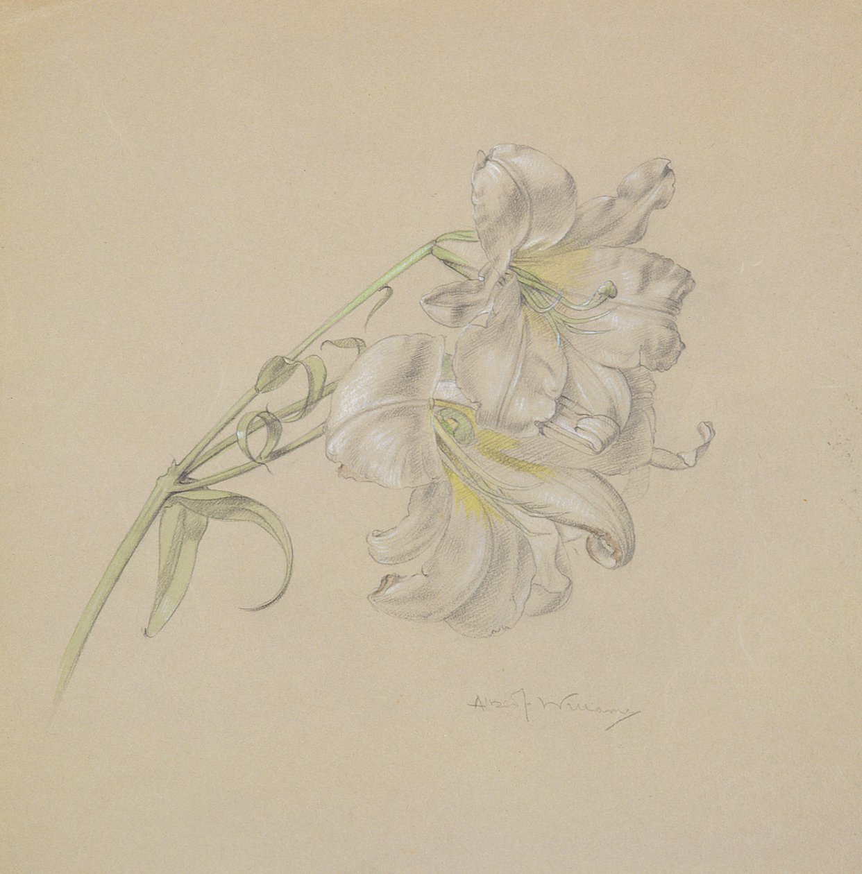 Liliom (wc, kréta és ceruza papíron) alkotó: Albert Williams