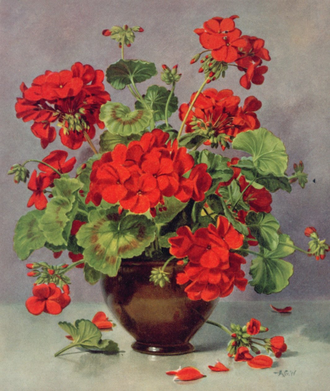 PB273 Geránium cserépvázában alkotó: Albert Williams