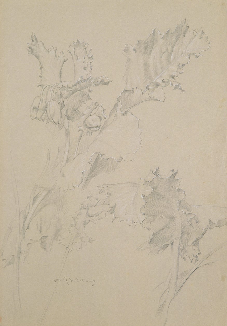 Máklevelek (ceruza és kréta papíron) alkotó: Albert Williams