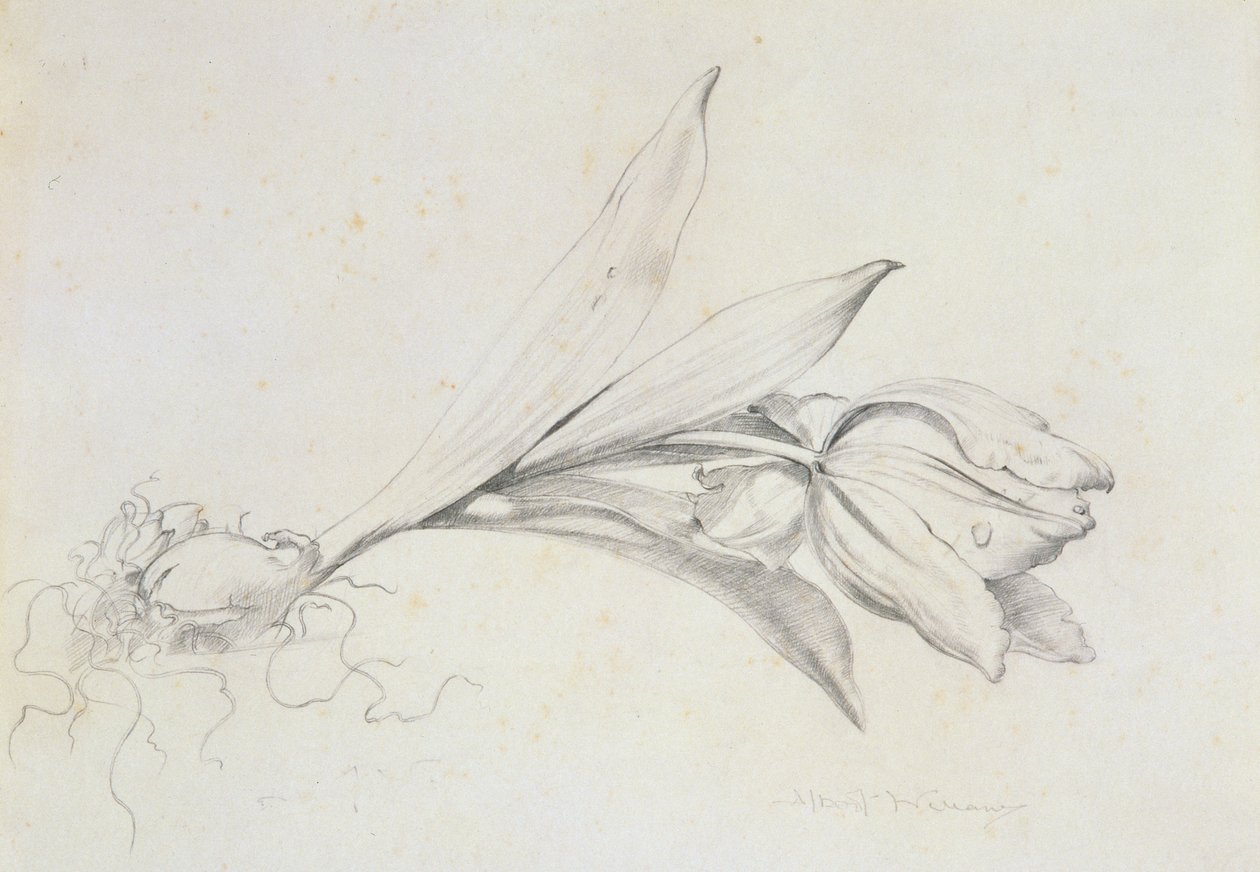 Tulipán alkotó: Albert Williams