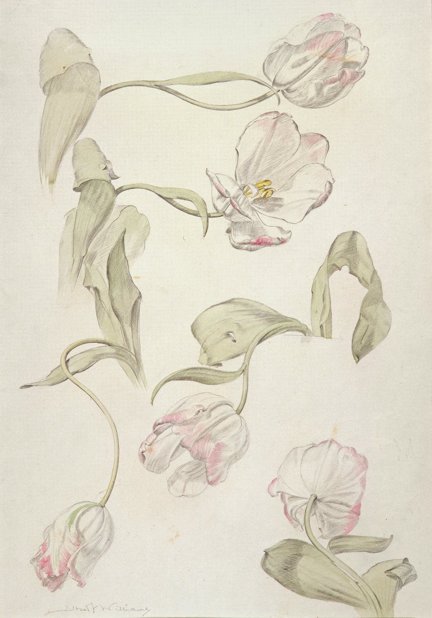 Tulipánok (wc és ceruza papíron) alkotó: Albert Williams