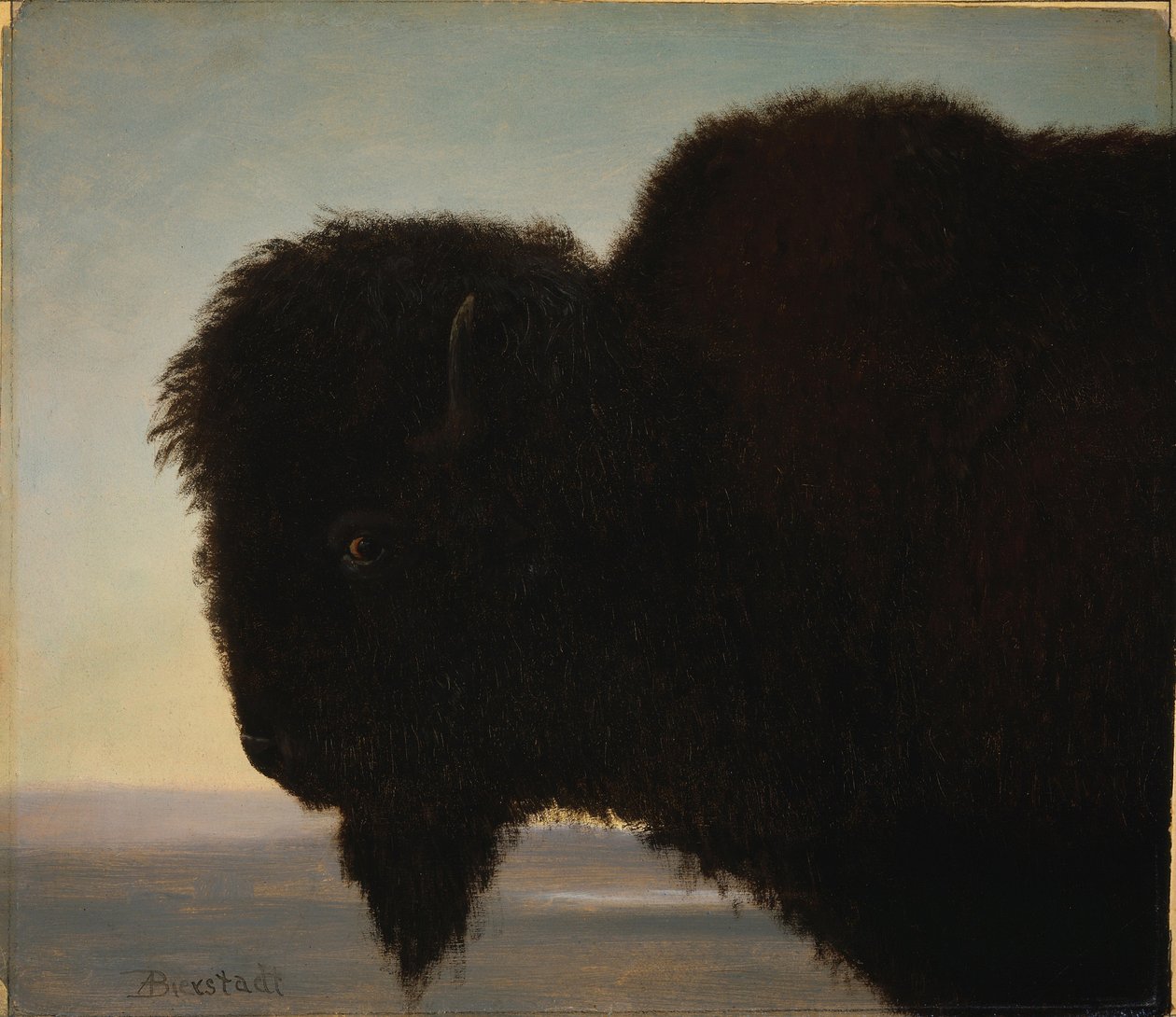 Buffalo Head alkotó: Albert Bierstadt