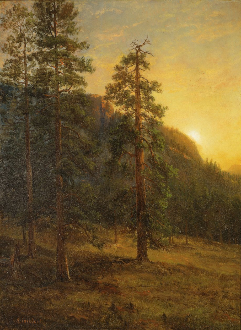Kaliforniai Vörösfenyők alkotó: Albert Bierstadt