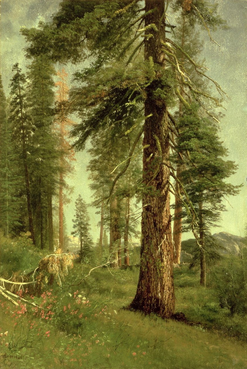 California Redwoods alkotó: Albert Bierstadt