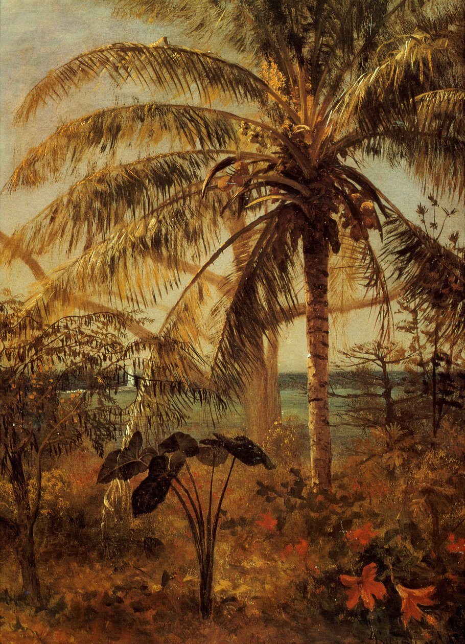 Pálmafa, Nassau, 1892 alkotó: Albert Bierstadt
