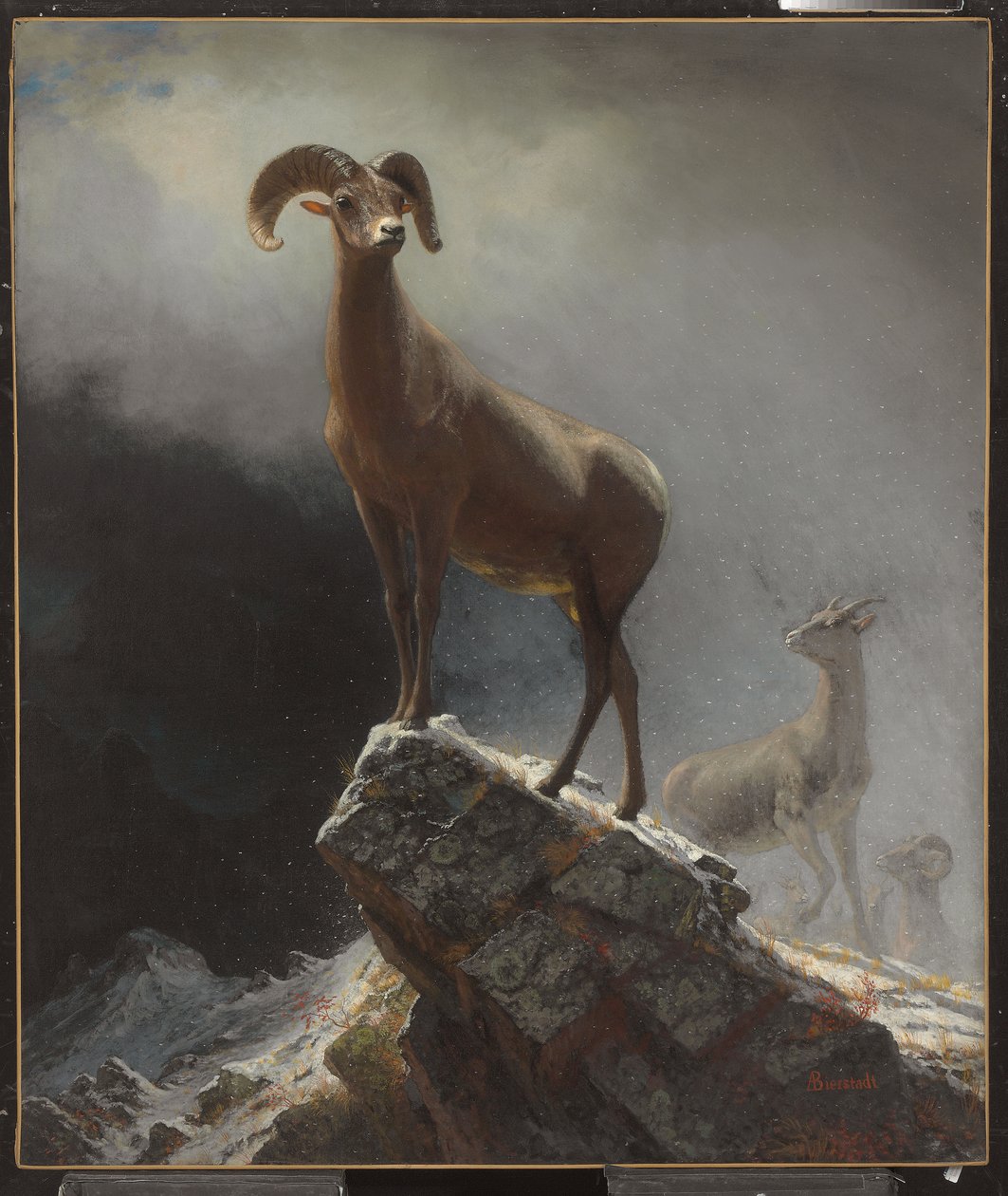 Rocky Mountain Sheep vagy Big Horn, Ovis, Montana, 1884 körül alkotó: Albert Bierstadt