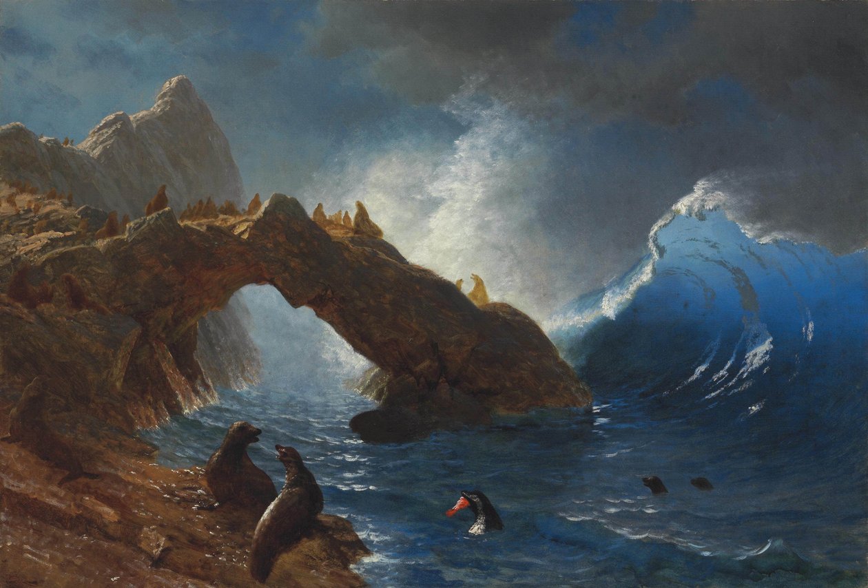 Fókák a sziklákon alkotó: Albert Bierstadt