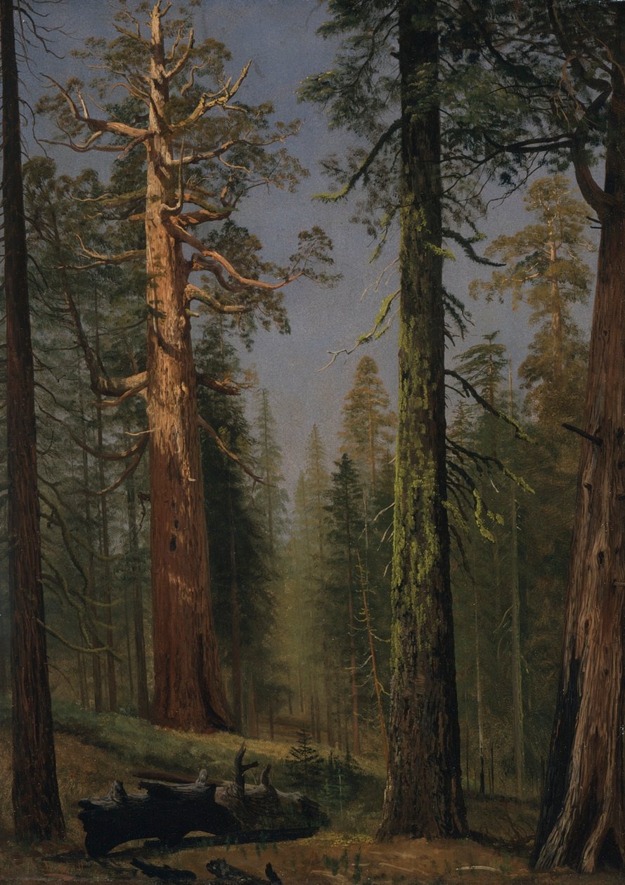 A Grizzly óriás mamutfenyő, Mariposa Grove, Kalifornia alkotó: Albert Bierstadt
