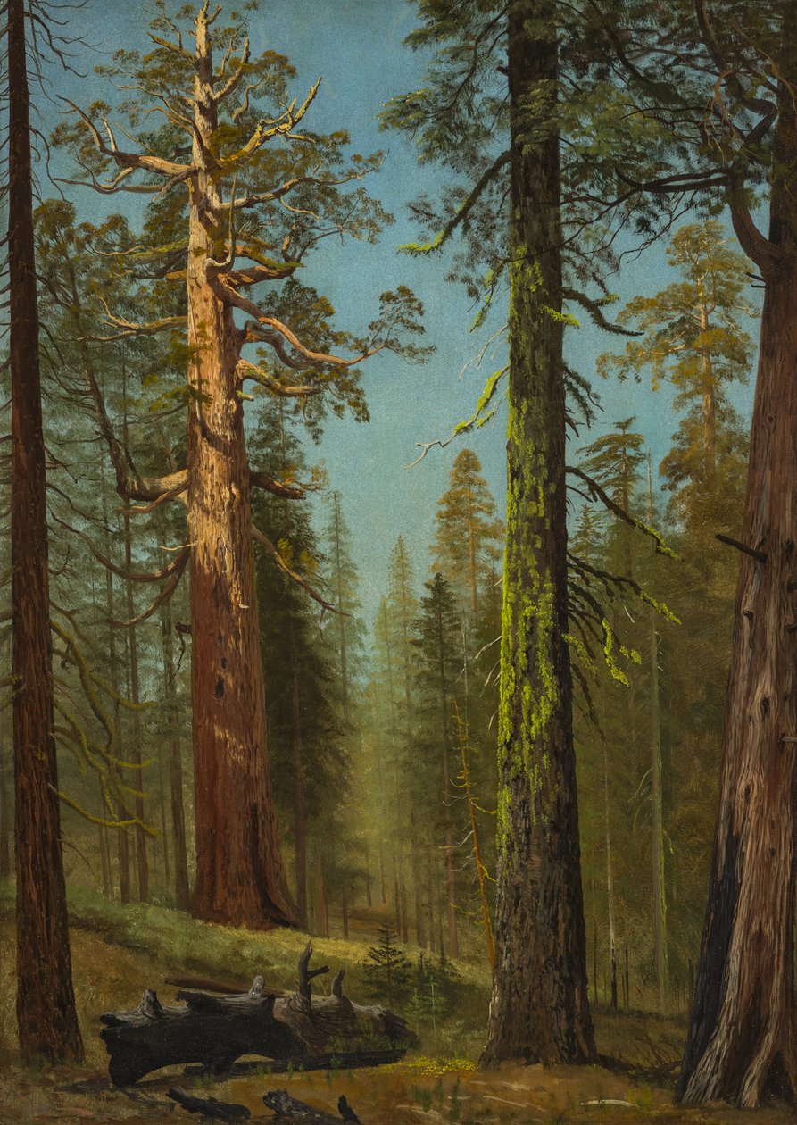 A Grizzly Giant szekvoia, Mariposa Grove, Kalifornia alkotó: Albert Bierstadt