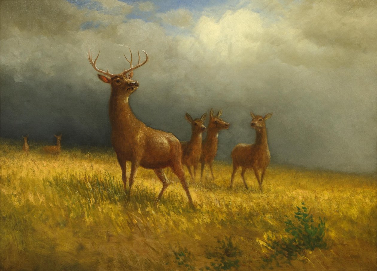 Albert Bierstadt "Három szarvas és egy szarvas", 1885 körül. alkotó: Albert Bierstadt