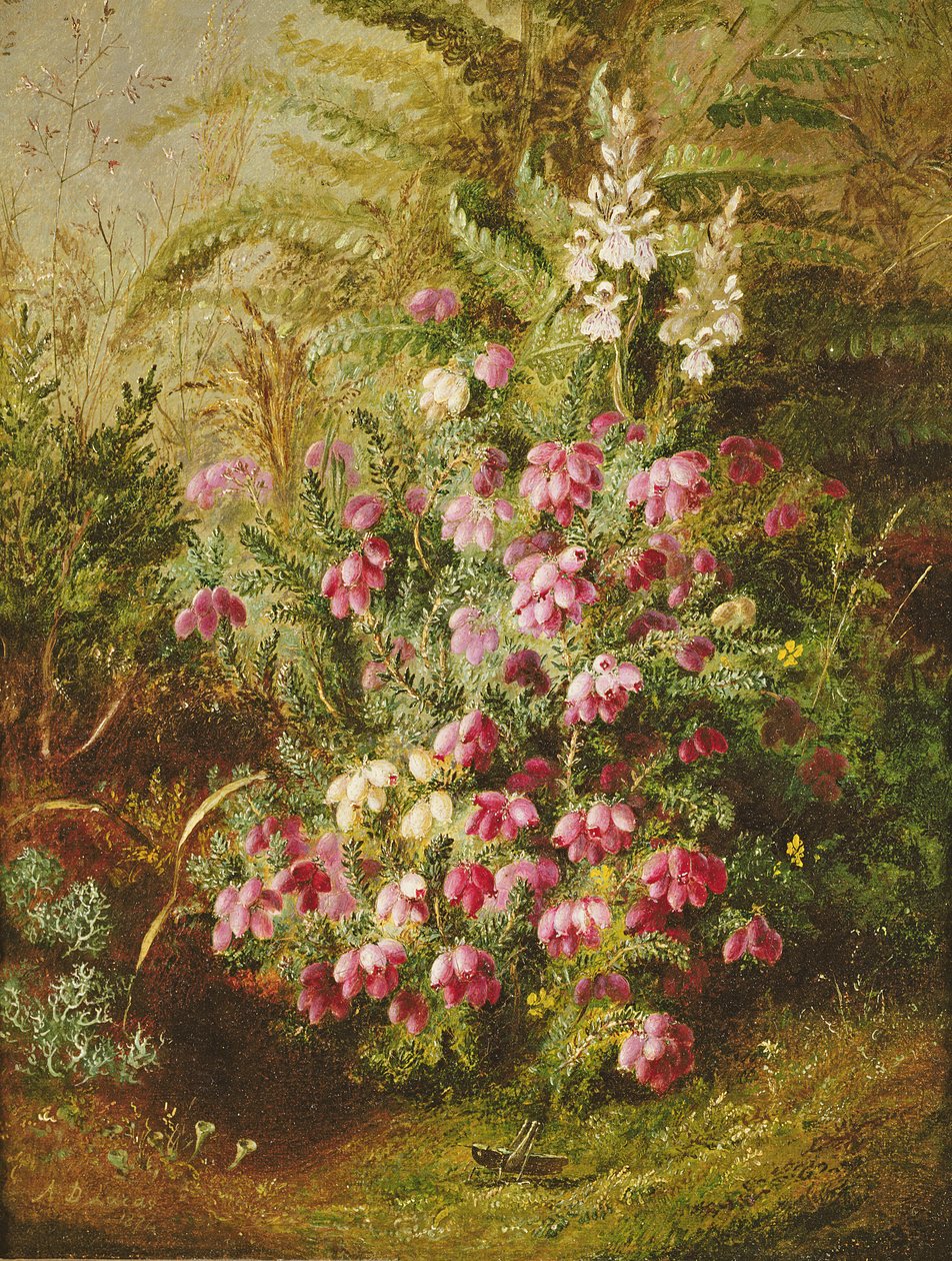 Szöcske és Heather alkotó: Albert Durer Lucas