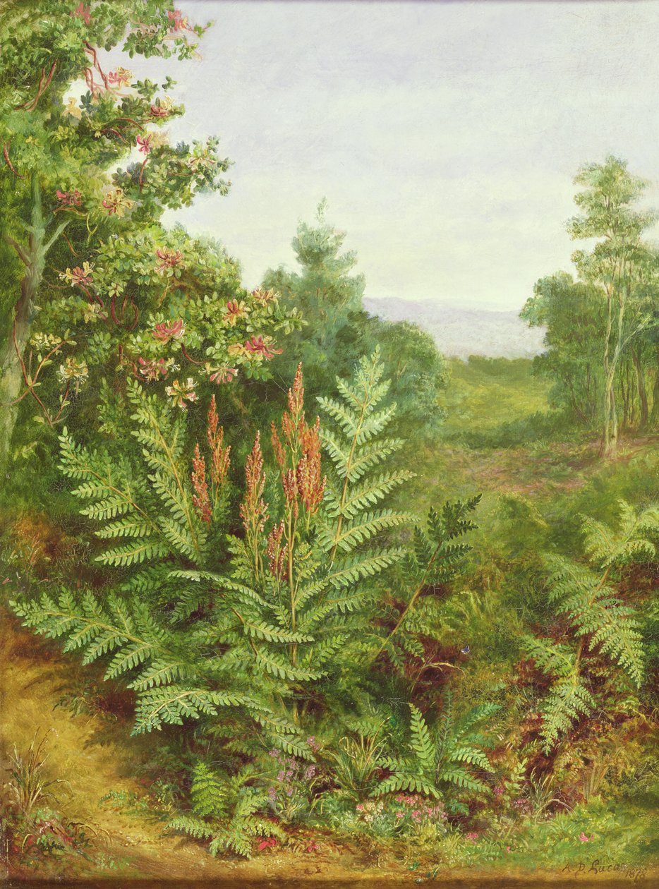 Lonc és páfrányok alkotó: Albert Durer Lucas